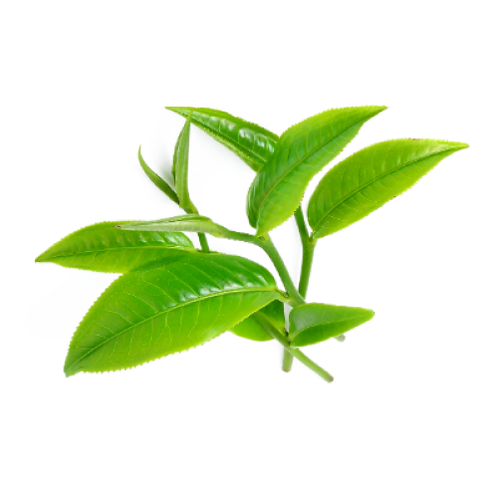 Tea Tree Roller - Organic