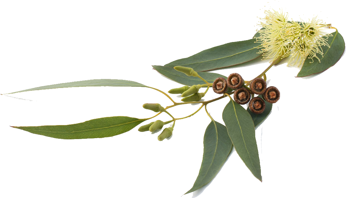 Eucalyptus Roller