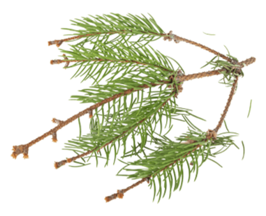 Fir Needle