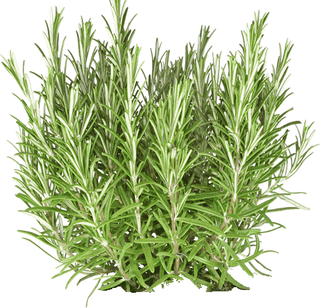 Rosemary - Organic