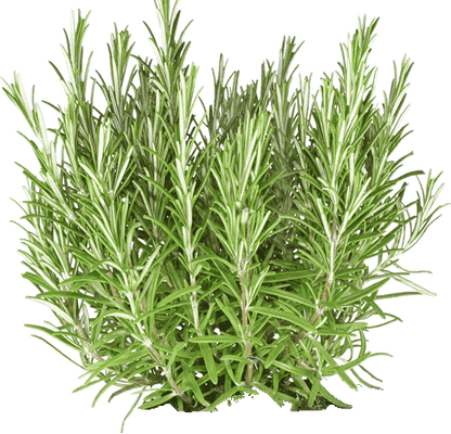 Rosemary - Organic