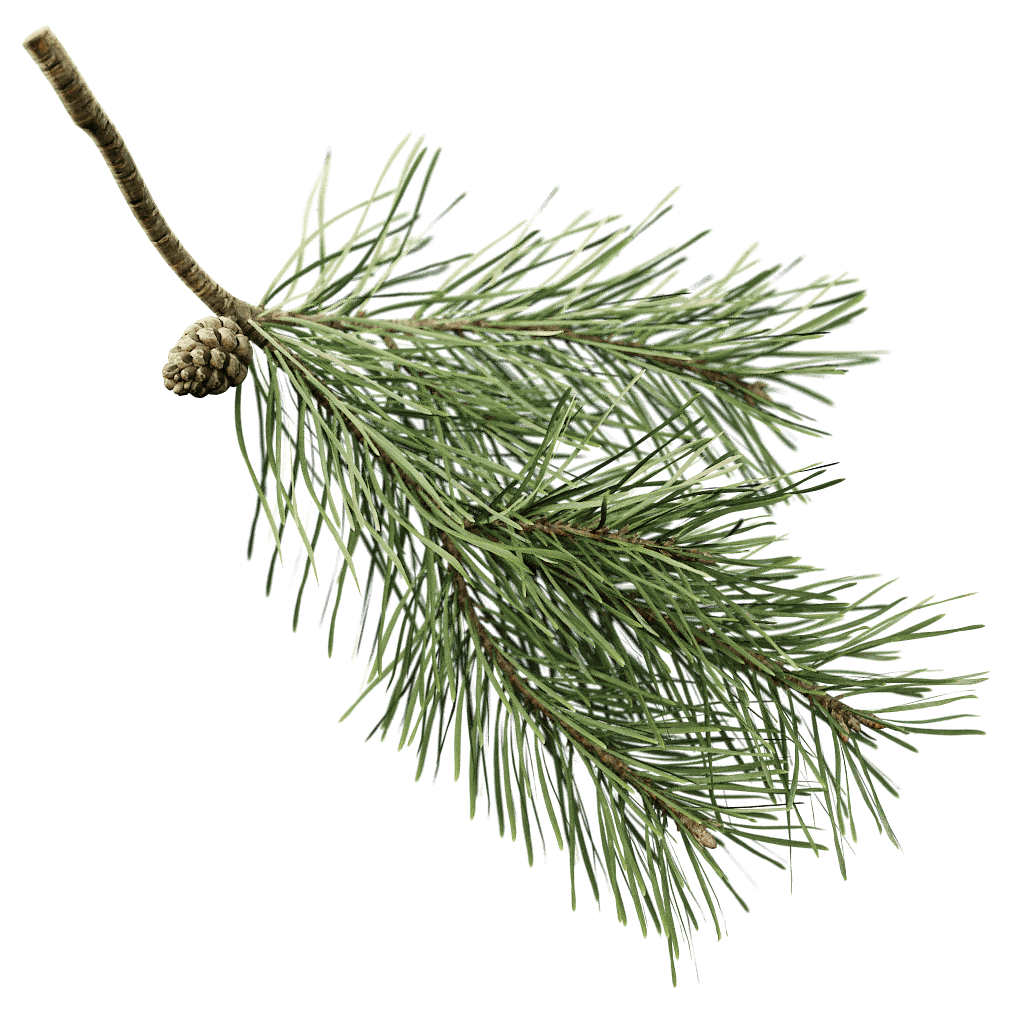 Pine Scotch