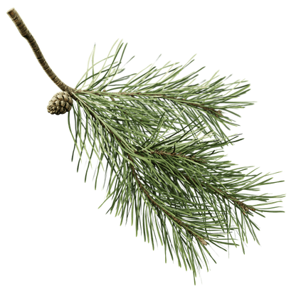 Pine Scotch